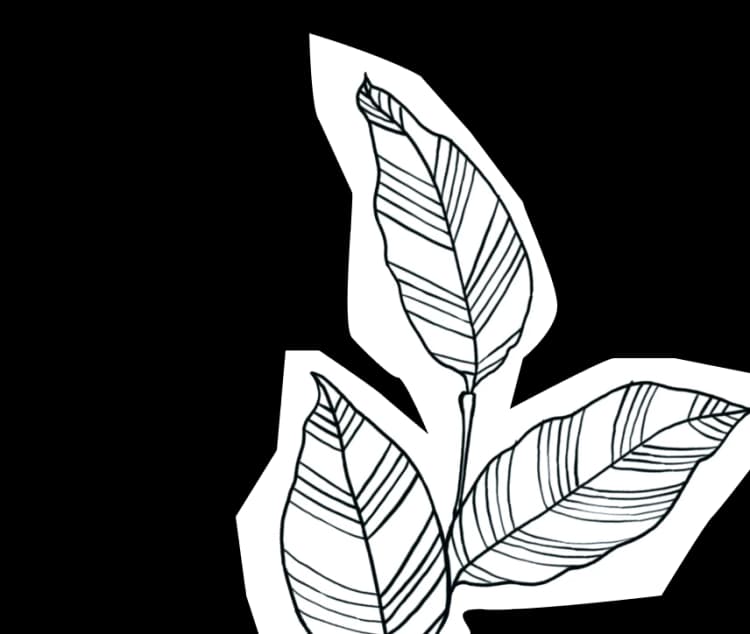 Leaf